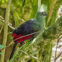 Livingstone's Turaco